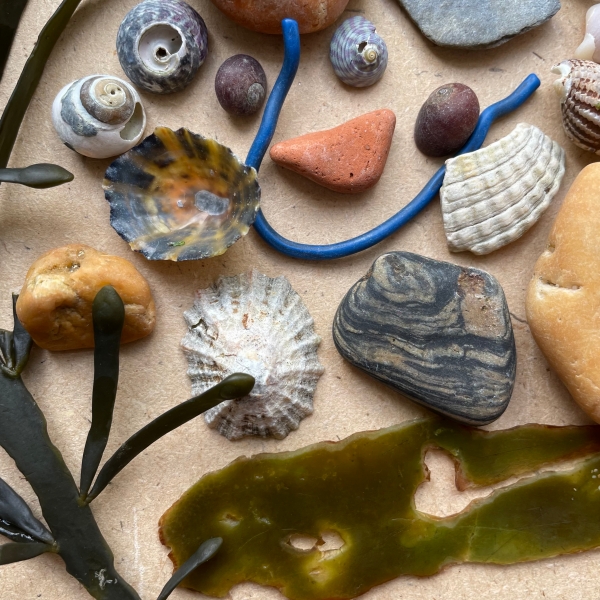 image of shells, stones and seaweed gathered from a beach