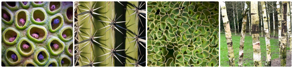 collage of four inspirational green images