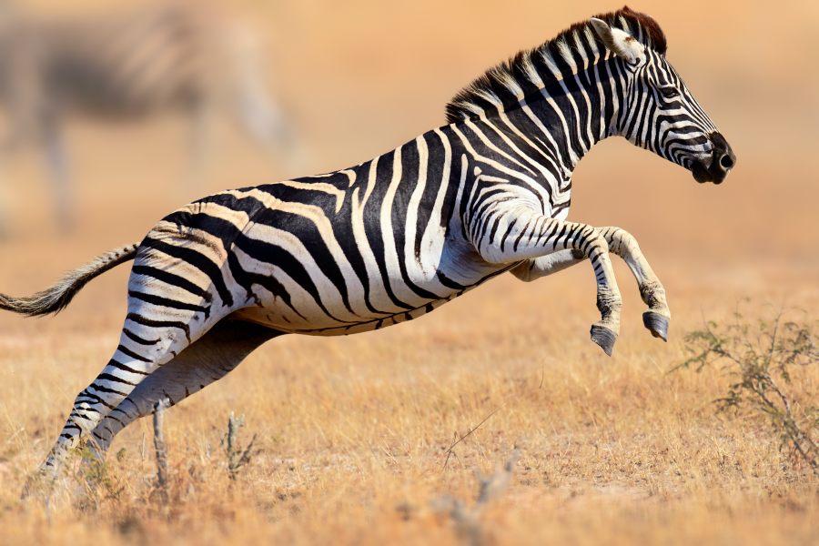 photo of a leaping zebra